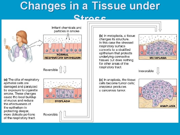 Changes in a Tissue under Stress 