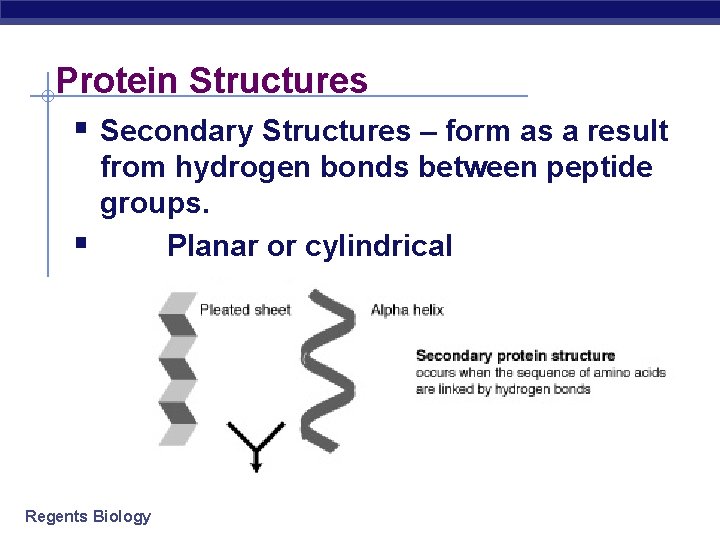 Protein Structures § Secondary Structures – form as a result § from hydrogen bonds