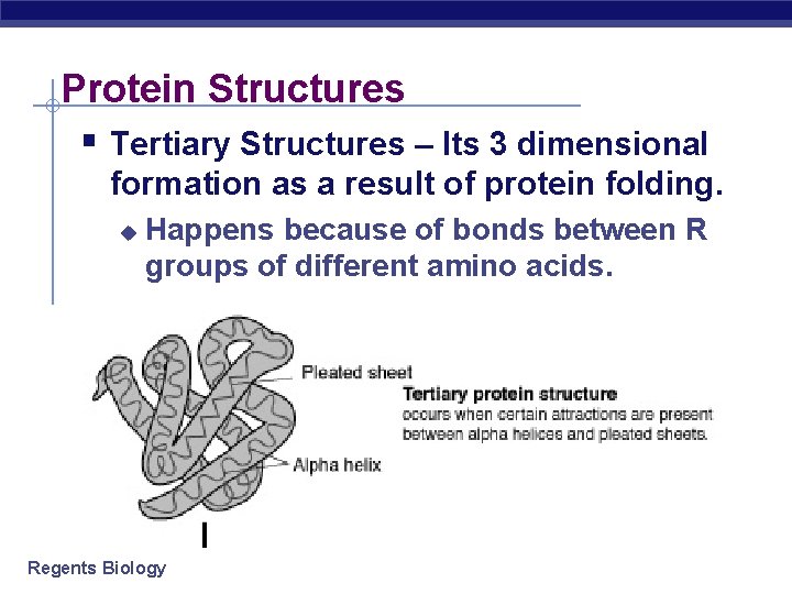 Protein Structures § Tertiary Structures – Its 3 dimensional formation as a result of