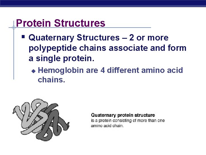 Protein Structures § Quaternary Structures – 2 or more polypeptide chains associate and form