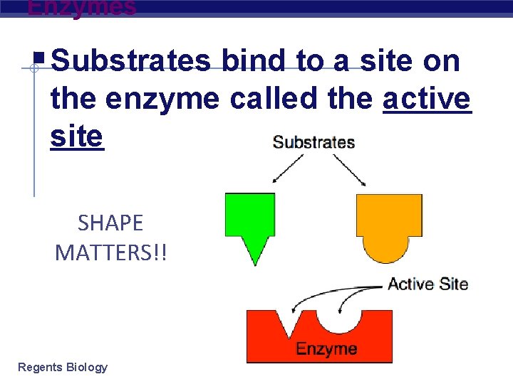 Enzymes § Substrates bind to a site on the enzyme called the active site