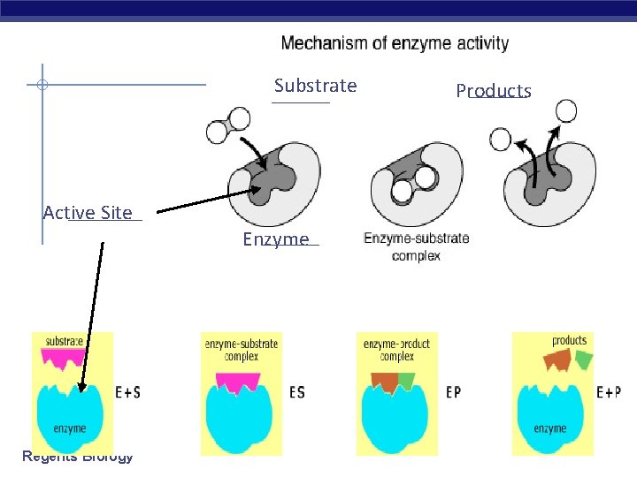 Substrate ______ Active Site _______ Enzyme Regents Biology ______ Products 
