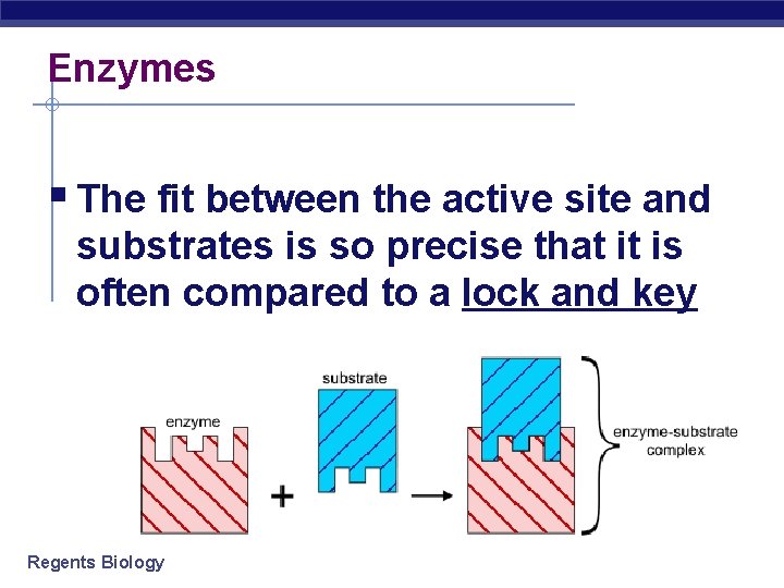 Enzymes § The fit between the active site and substrates is so precise that