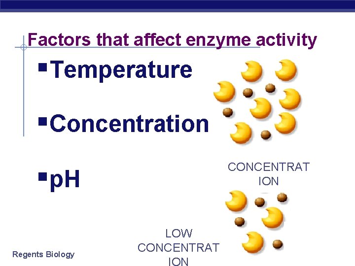 Factors that affect enzyme activity §Temperature §Concentration FGHGFH CONCENTRAT ION §p. H Regents Biology