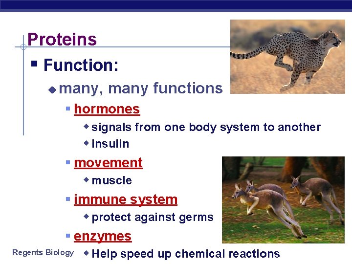 Proteins § Function: u many, many functions § hormones w signals from one body