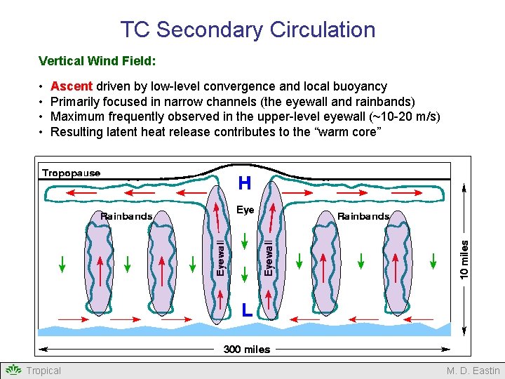 TC Secondary Circulation Vertical Wind Field: • • Ascent driven by low-level convergence and