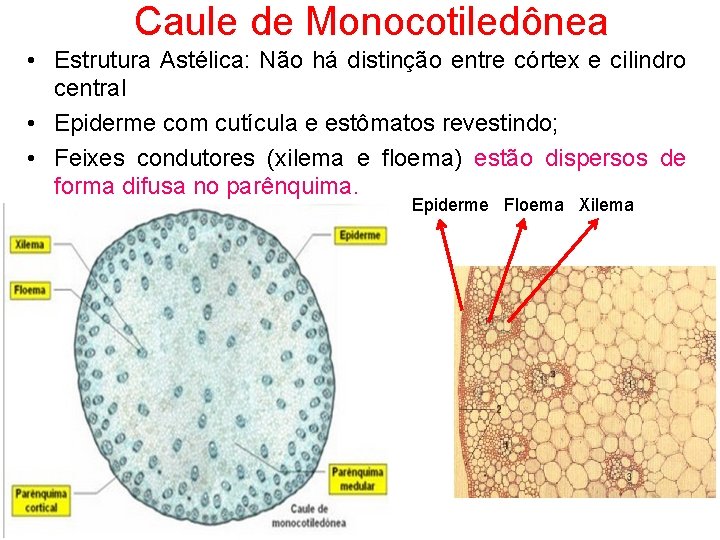 Caule de Monocotiledônea • Estrutura Astélica: Não há distinção entre córtex e cilindro central