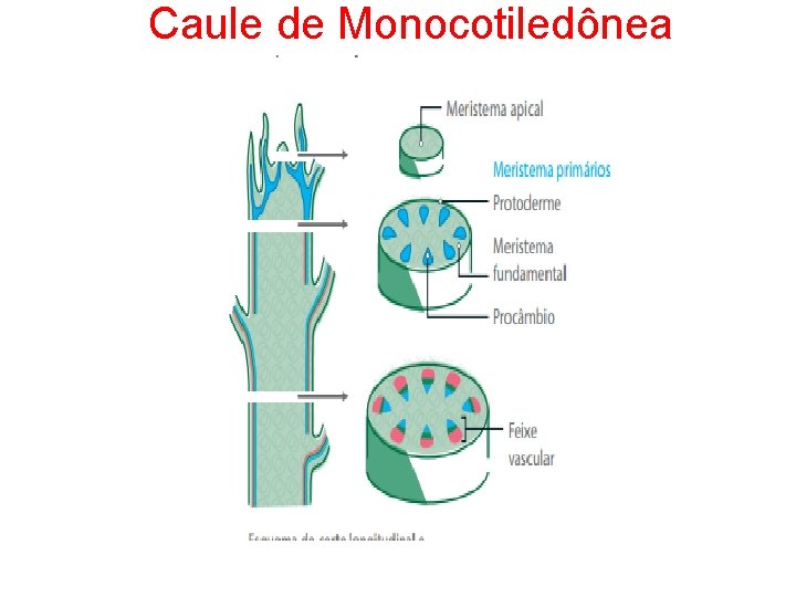 Caule de Monocotiledônea 
