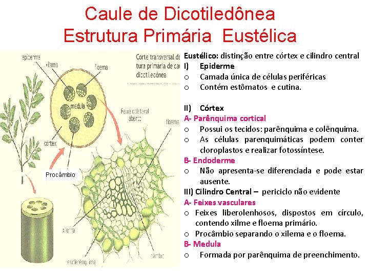 Caule de Dicotiledônea Estrutura Primária Eustélico: distinção entre córtex e cilindro central I) Epiderme