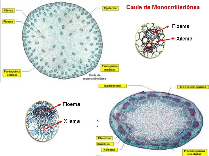 Caule de Monocotiledônea Floema Xilema 