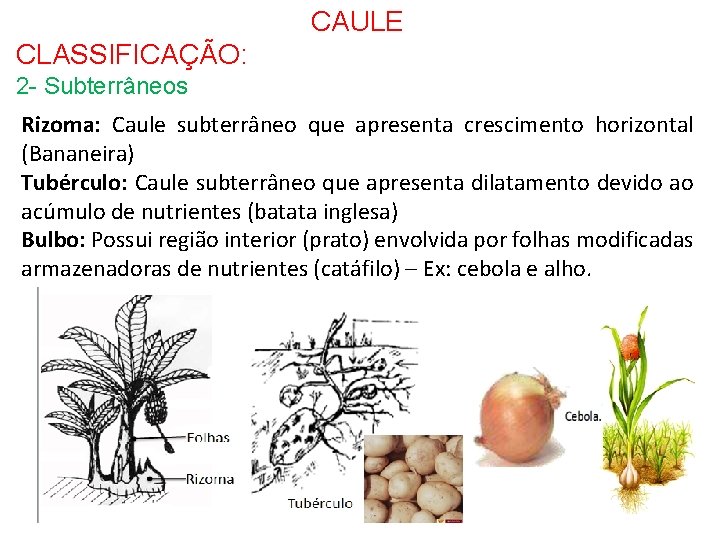 CAULE CLASSIFICAÇÃO: 2 - Subterrâneos Rizoma: Caule subterrâneo que apresenta crescimento horizontal (Bananeira) Tubérculo: