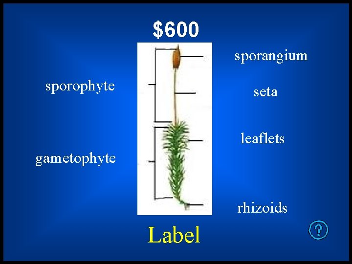 $600 sporangium sporophyte seta leaflets gametophyte rhizoids Label 