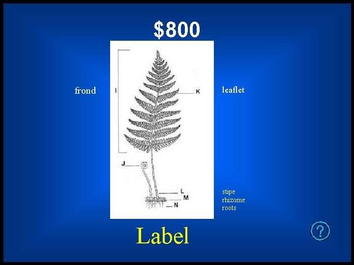 $800 leaflet frond stipe rhizome roots Label 