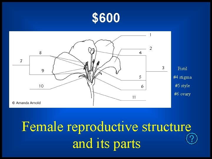 $600 Pistil #4 stigma #5 style #6 ovary Female reproductive structure and its parts