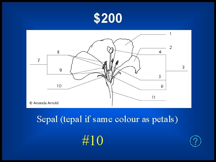 $200 Sepal (tepal if same colour as petals) #10 