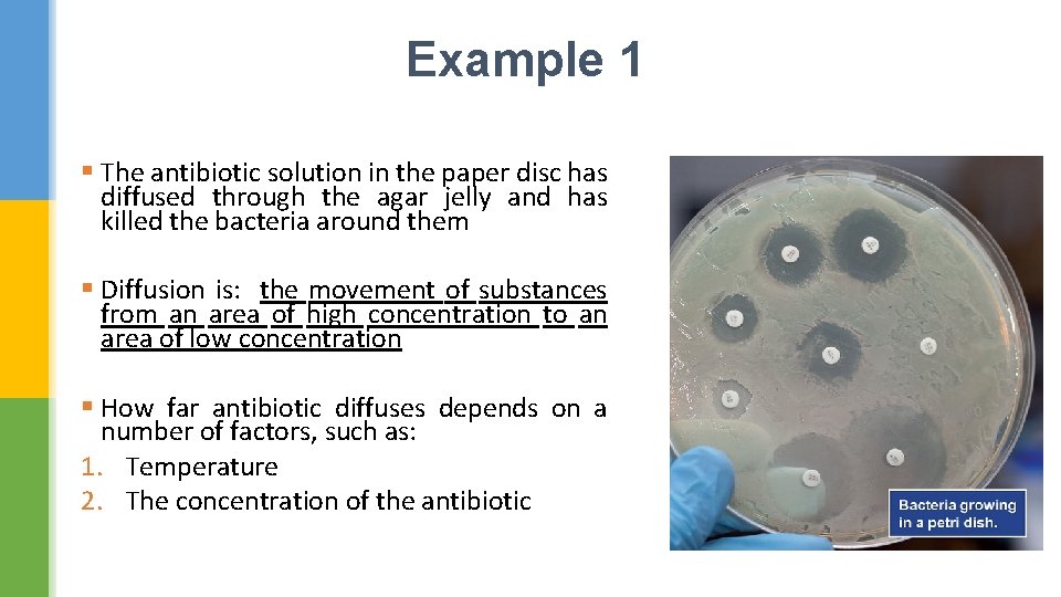 Example 1 § The antibiotic solution in the paper disc has diffused through the