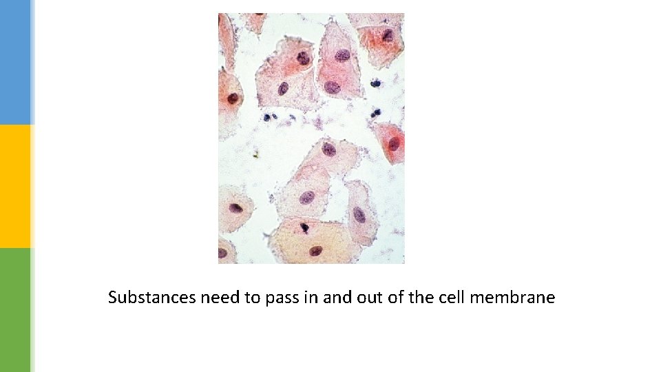 Substances need to pass in and out of the cell membrane 