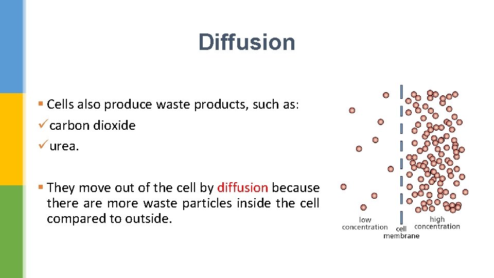 Diffusion § Cells also produce waste products, such as: ücarbon dioxide üurea. § They