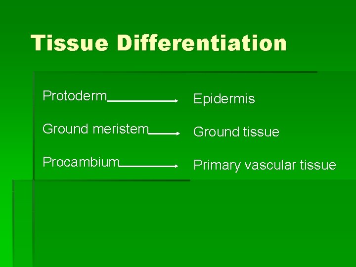 Tissue Differentiation Protoderm Epidermis Ground meristem Ground tissue Procambium Primary vascular tissue 