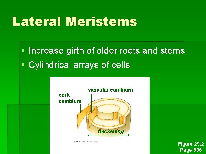 Lateral Meristems § Increase girth of older roots and stems § Cylindrical arrays of