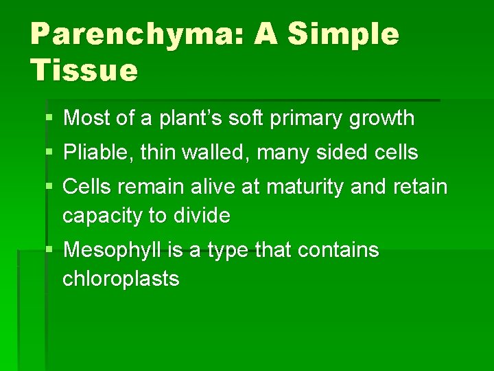 Parenchyma: A Simple Tissue § Most of a plant’s soft primary growth § Pliable,