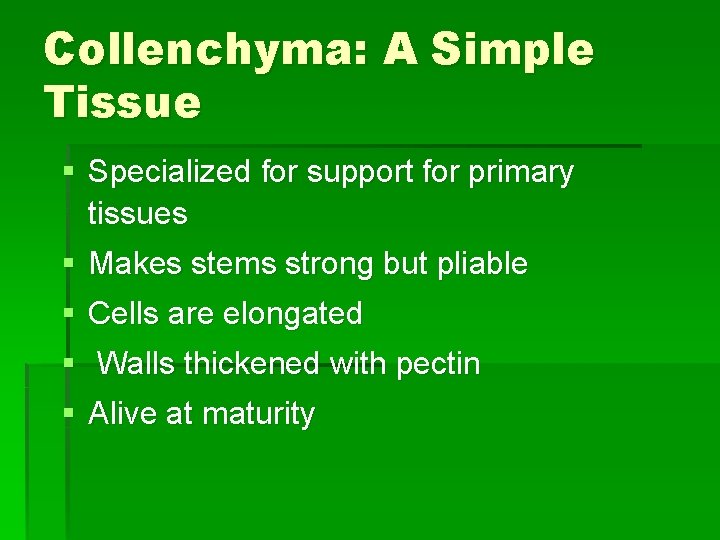 Collenchyma: A Simple Tissue § Specialized for support for primary tissues § Makes stems