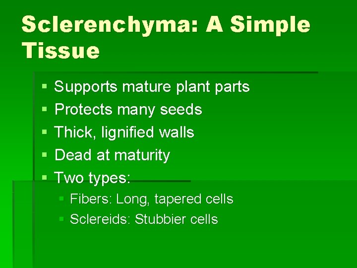 Sclerenchyma: A Simple Tissue § § § Supports mature plant parts Protects many seeds