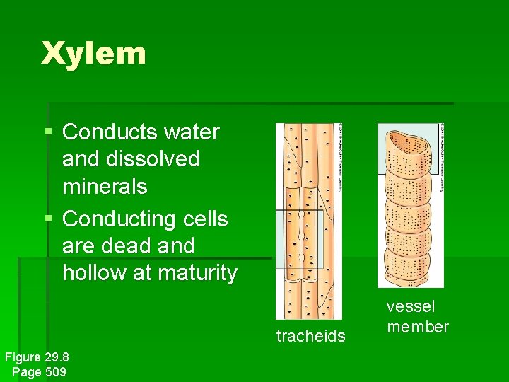 Xylem § Conducts water and dissolved minerals § Conducting cells are dead and hollow