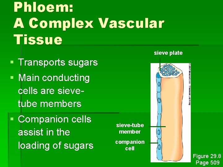 Phloem: A Complex Vascular Tissue sieve plate § Transports sugars § Main conducting cells