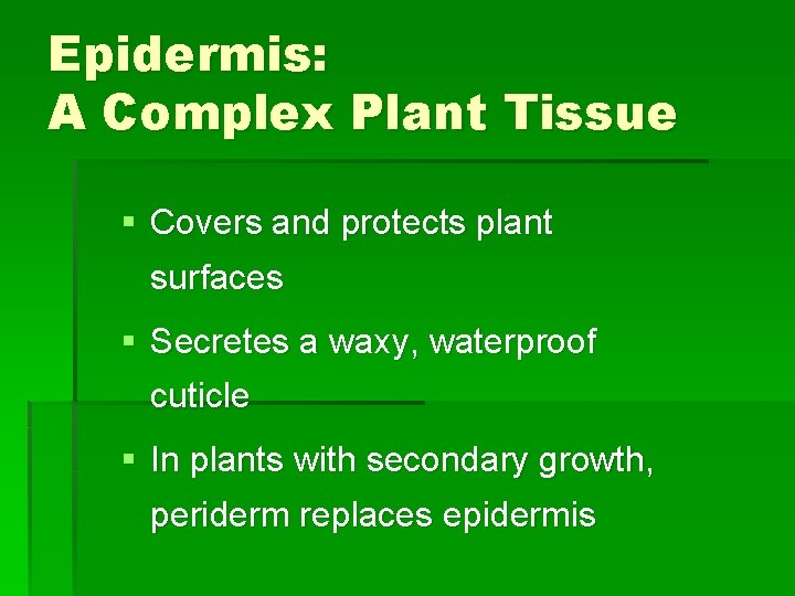 Epidermis: A Complex Plant Tissue § Covers and protects plant surfaces § Secretes a