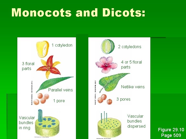 Monocots and Dicots: 1 cotyledon 4 or 5 floral parts 3 floral parts Parallel