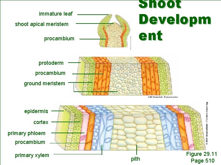 immature leaf shoot apical meristem procambium Shoot Developm ent protoderm procambium ground meristem epidermis