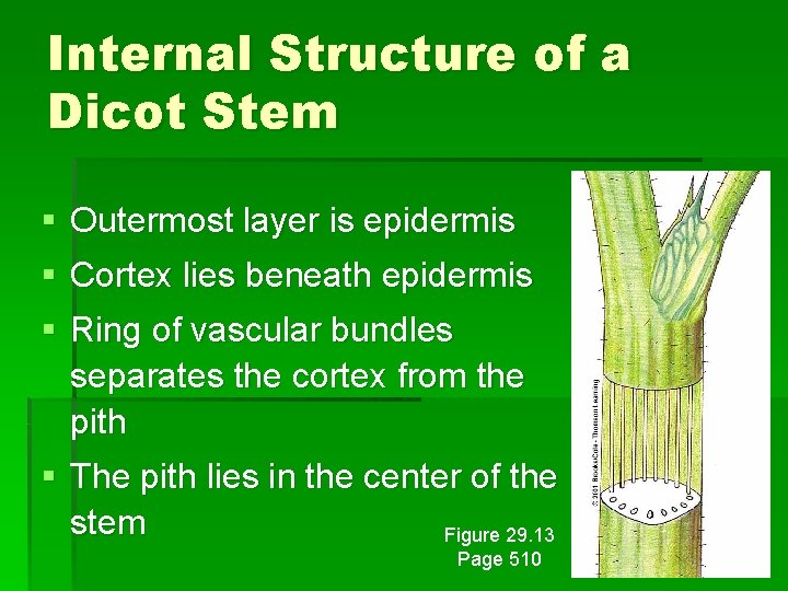 Internal Structure of a Dicot Stem § Outermost layer is epidermis § Cortex lies