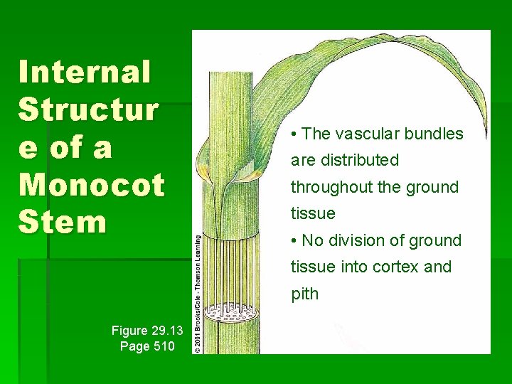 Internal Structur e of a Monocot Stem • The vascular bundles are distributed throughout