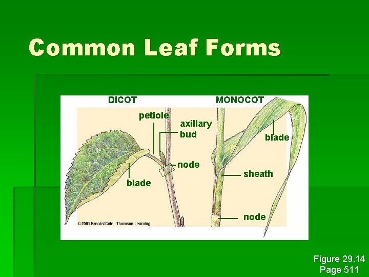 Common Leaf Forms DICOT MONOCOT petiole axillary bud node blade sheath node Figure 29.