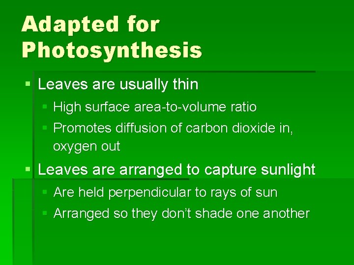 Adapted for Photosynthesis § Leaves are usually thin § High surface area-to-volume ratio §