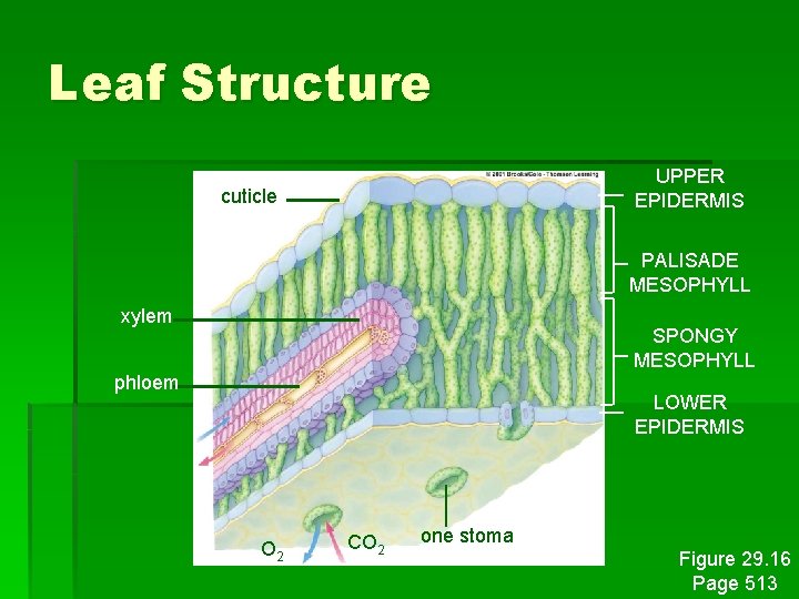 Leaf Structure UPPER EPIDERMIS cuticle PALISADE MESOPHYLL xylem SPONGY MESOPHYLL phloem LOWER EPIDERMIS O