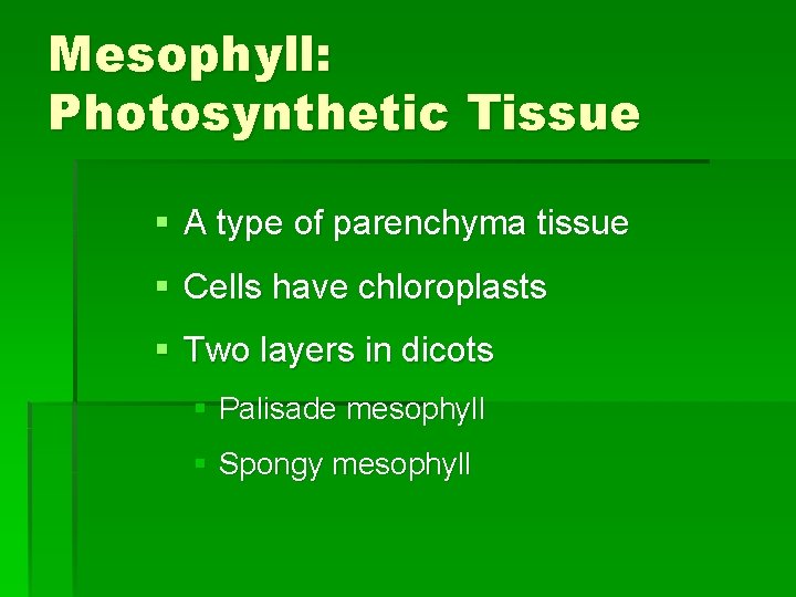 Mesophyll: Photosynthetic Tissue § A type of parenchyma tissue § Cells have chloroplasts §