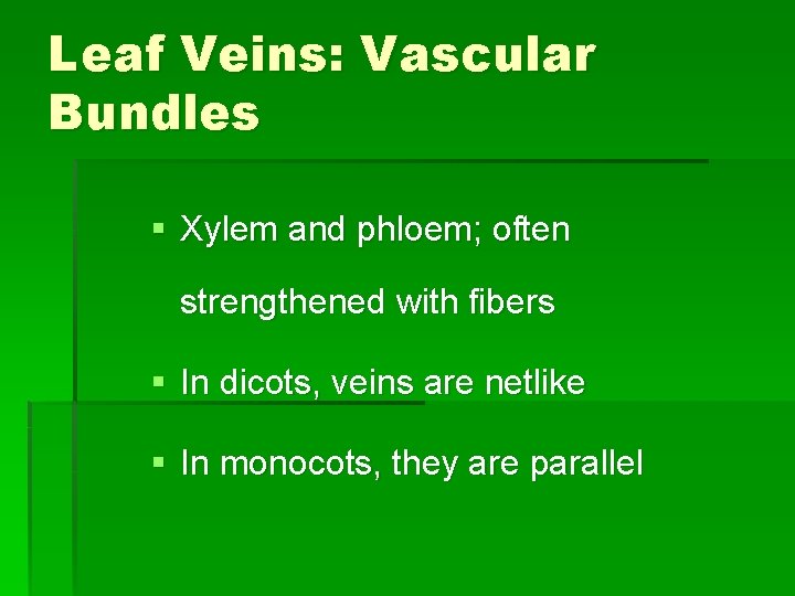 Leaf Veins: Vascular Bundles § Xylem and phloem; often strengthened with fibers § In