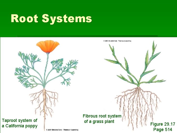 Root Systems Taproot system of a California poppy Fibrous root system of a grass