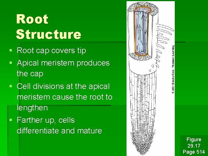 Root Structure § § Root cap covers tip Apical meristem produces the cap §