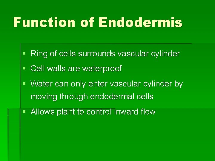 Function of Endodermis § Ring of cells surrounds vascular cylinder § Cell walls are