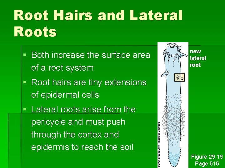 Root Hairs and Lateral Roots § Both increase the surface area of a root