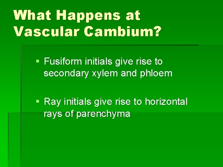 What Happens at Vascular Cambium? § Fusiform initials give rise to secondary xylem and