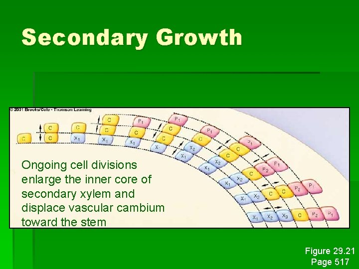 Secondary Growth Ongoing cell divisions enlarge the inner core of secondary xylem and displace