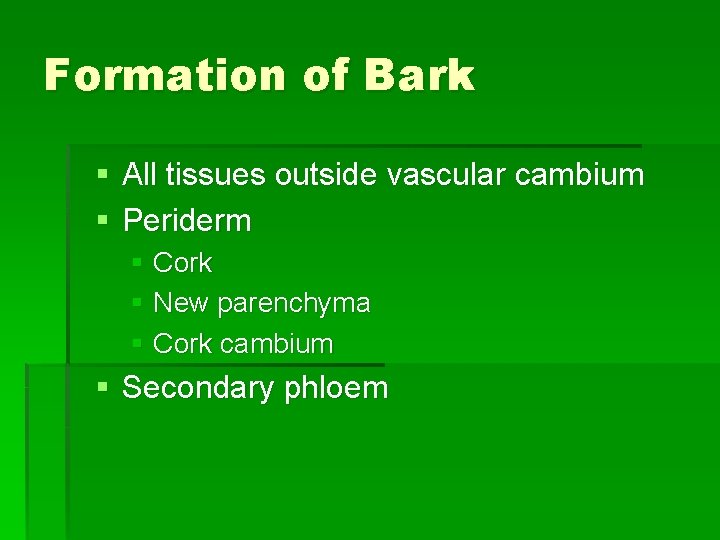 Formation of Bark § All tissues outside vascular cambium § Periderm § Cork §
