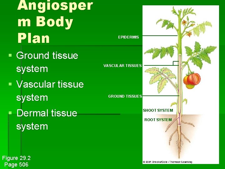 Angiosper m Body Plan § Ground tissue system § Vascular tissue system § Dermal