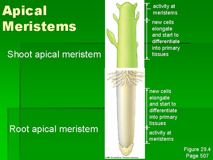 Apical Meristems Shoot apical meristem Root apical meristem activity at meristems new cells elongate