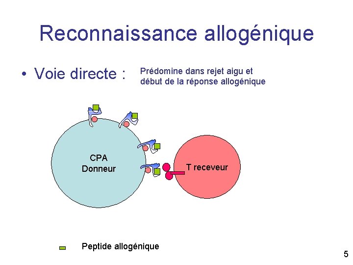 Reconnaissance allogénique • Voie directe : Prédomine dans rejet aigu et début de la