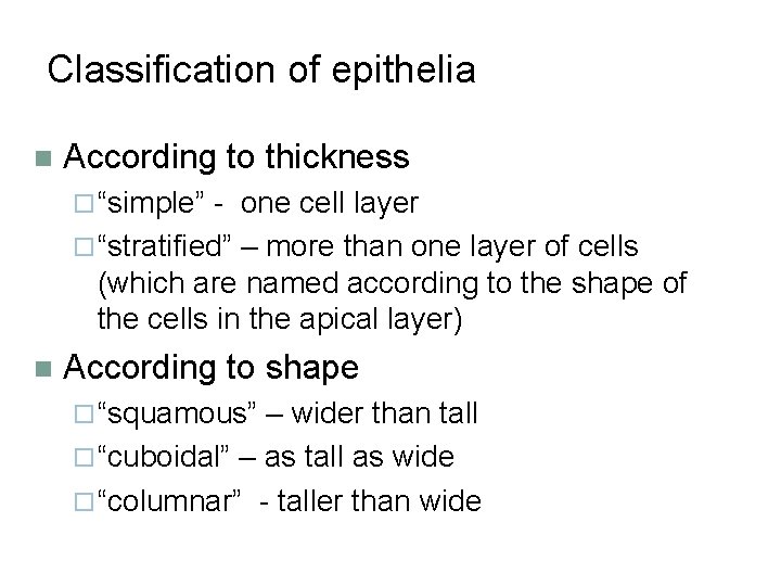 Classification of epithelia n According to thickness ¨ “simple” - one cell layer ¨